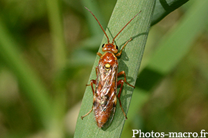 Tenthredopsis scutellaris