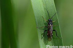 Tenthredopsis stigma