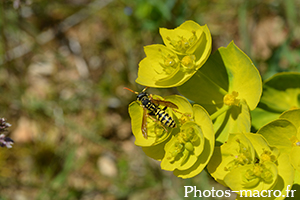 Polistes sp