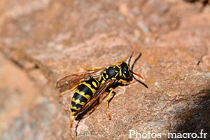 Polistes sp