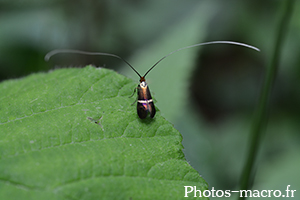 Adela aldrovandella