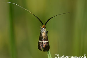 Adela australis