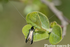 Adela reaumurella