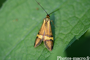 Nemophora degeerella