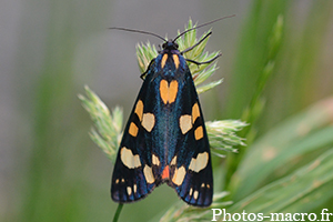 Callimorpha dominula