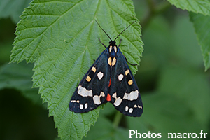 Callimorpha dominula