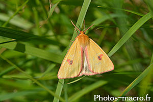 Diacrisia sannio