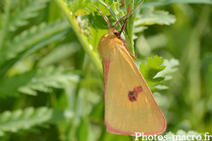 Diacrisia sannio