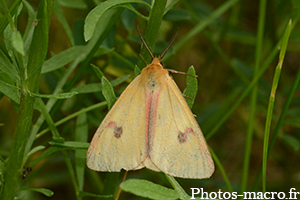 Diacrisia sannio