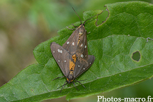 Dysauxes punctata