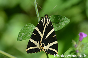 Euplagia quadripunctaria