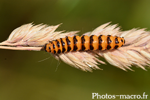 Tyria jacobaeae