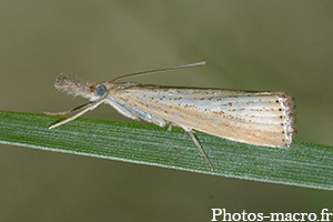 Agriphila straminella