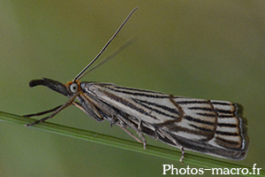 Chrysocrambus linetella