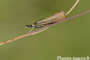 Chrysoteuchia culmella