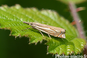 Crambus lathoniellus