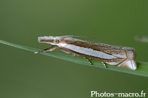 Crambus pascuella