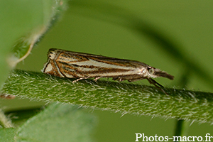 Crambus silvella