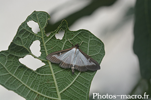 Cydalima perspectalis