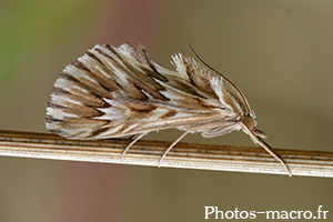 Dentalis cynaeda