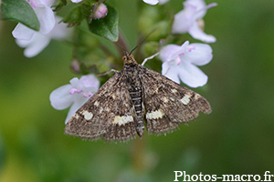 Pyrausta aurata