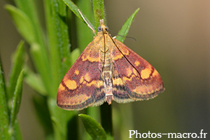 Pyrausta purpuralis