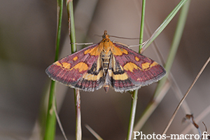 Pyrausta purpuralis