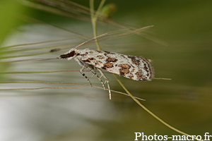 Scoparia pyralella