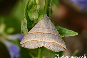 Colobochyla salicalis