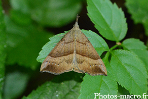 Hypena proboscidalis