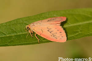 Miltochrista miniata