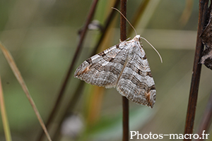 Aplocera plagiata