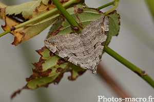 Aplocera plagiata