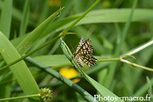 Chiasmia clathrata