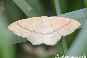 Cyclophora linearia