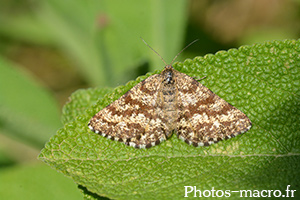 Ematurga atomaria