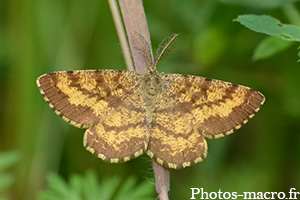 Ematurga atomaria