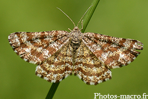 Ematurga atomaria