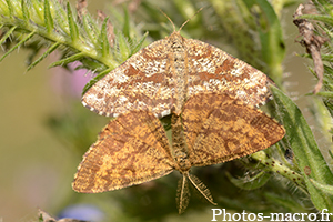 Ematurga atomaria