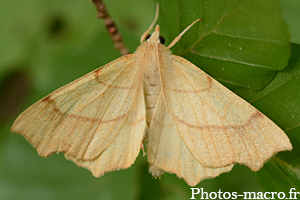 Ennomos quercinaria