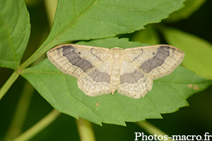 Idaea aversata