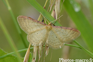 Idaea humiliata