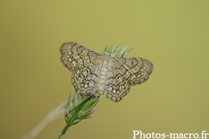 Idaea moniliata