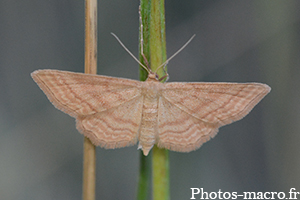 Idaea ochrata