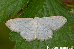 Idaea sp