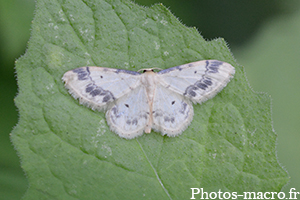 Idaea trigeminata