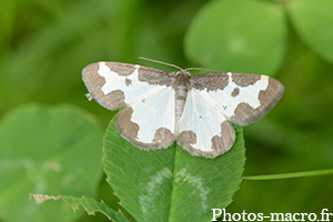 Lomaspilis marginata