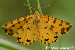 Pseudopanthera macularia