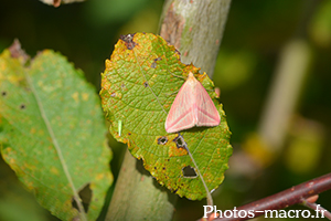 Rhodometra sacraria