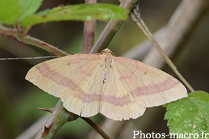 Rhodostrophia calabra